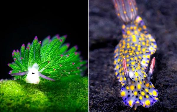 морские слизни, красивые слизни