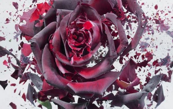 Цветочные взрывы в высокоскоростной съемке Мартина Климаса