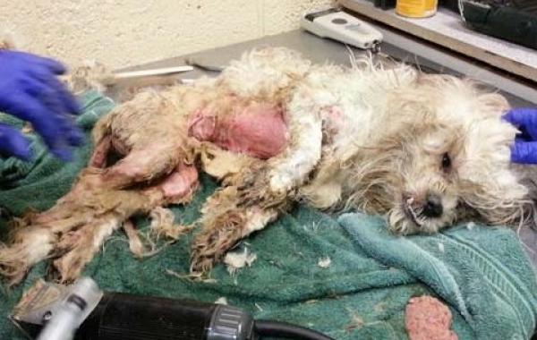 Эдгар собака, собака в мусорном баке, преображение спасённой собаки