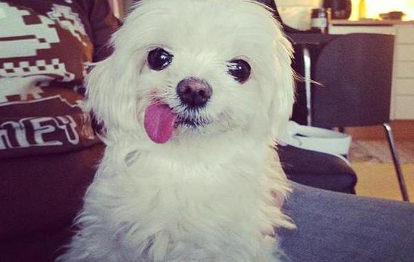 Смешные животные, потерявшие контроль над своим языком