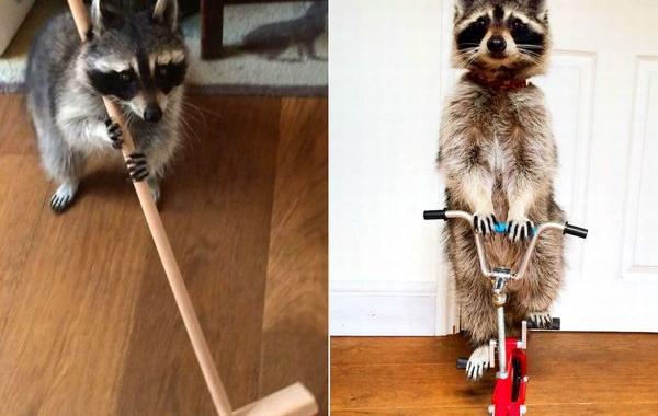 Melanie raccoon, енот Мелани, самый умный енот, енот на велосипеде