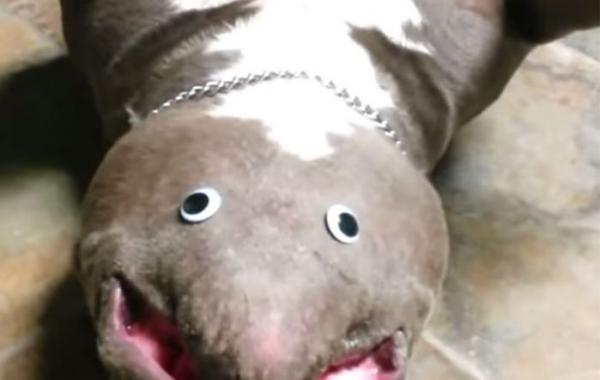 смешное видео, смешная собака