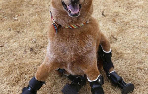 20 любопытных и малоизвестных фактов о собаках