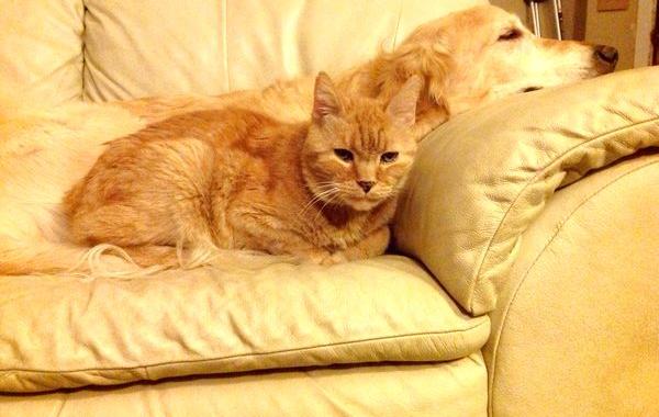 золотистый ретривер по кличке Форсберг,  котёнок Максвел