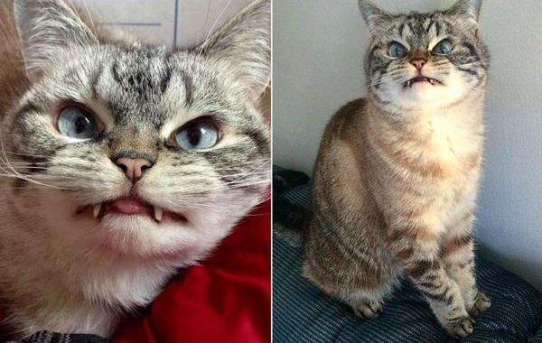 кот вампир, кот вампир Локи,  Vampire Cat Loki