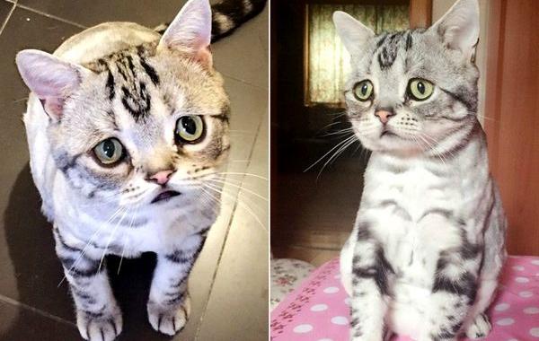 Luhu  кошка, кошка Луху, самая грустная кошка, Luhu cat 