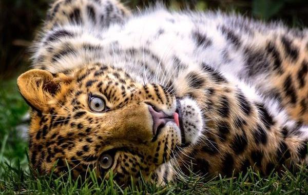 National Geographic за январь 2017, Лучшие фотографии  от National Geographic 