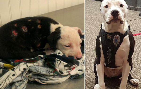 обгоревший щенок сам стал пожарным, обгоревший щенок Джейк