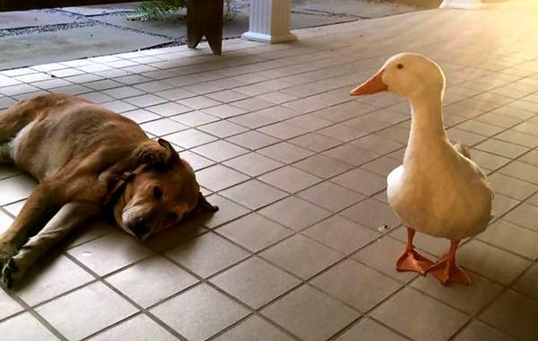 пёс тосковал на протяжении 2-х лет, утка спасла собаку