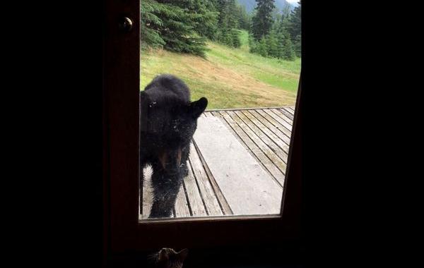 Кошка vs медведь, cat vs bear, кошка против медведя, кот против медведя