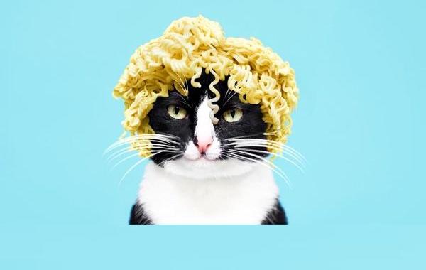 Принцесса Чито, Princess Cheeto, кошка Чито звезда Instagram