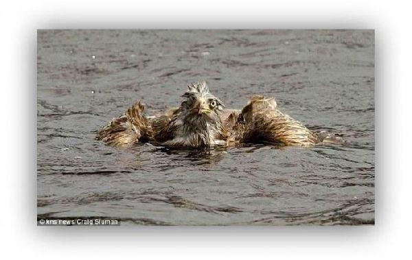 Орел против утки