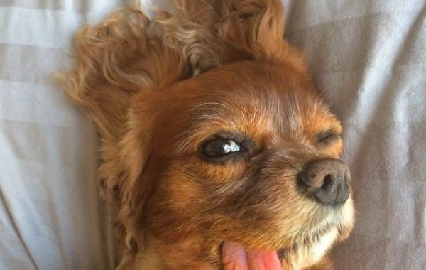 toast dog, собака с языком наружу, тост спаниель с языком наружу