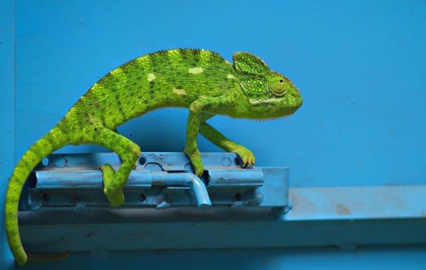 Лучшие фотографии мая от National Geographic