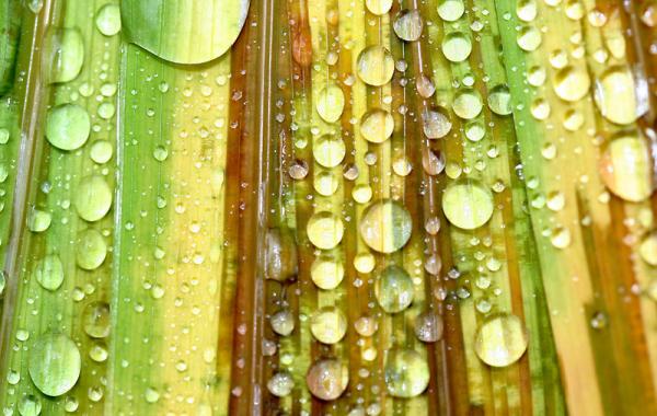 Магия утренней росы в макрофотографии Шэрон Джонстон