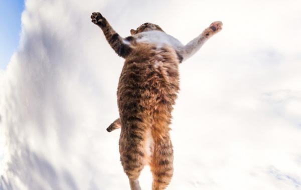 Нежные весенние коты от Сейджи Мамия Seiji Mamiya