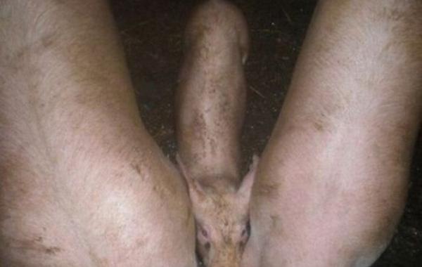 Смешное, фото, иллюзии, фотоиллюзии