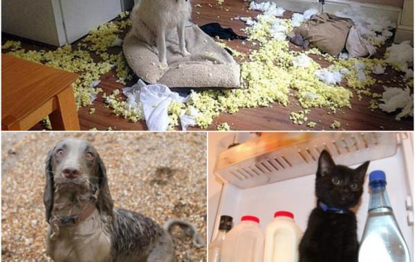 Britain's Naughtiest Pet, животные шалят, собака грызёт, кошка шторы