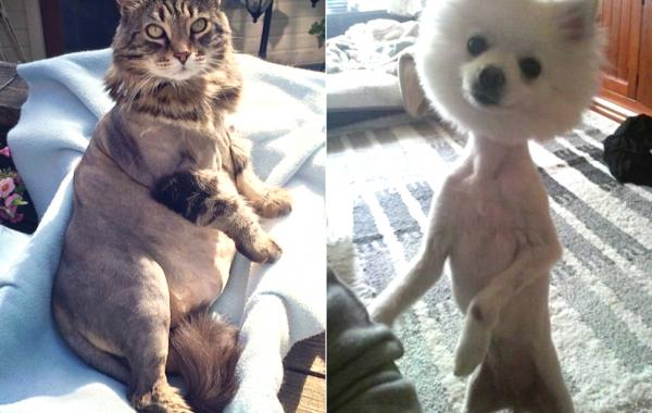 crazy haircuts animal, смешные стрижки животных, безумные стрижки собак кошек