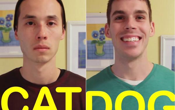 Cat-Friend vs Dog-Friend, насколько сильно кошки отличаются от собак