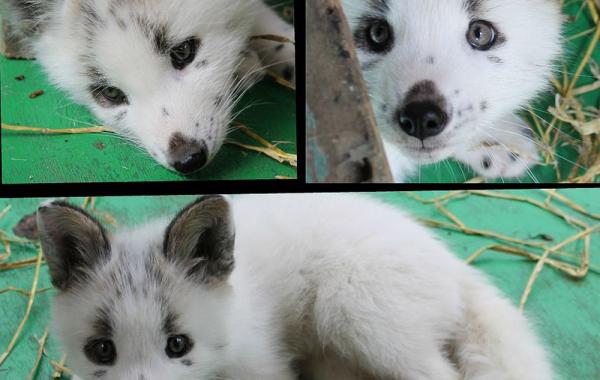 Красавица Весна: ручная лисица из Красноярского зоопарка