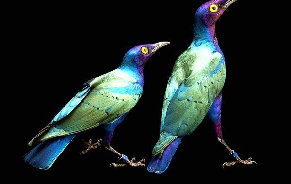 National Geographic за март 2016, лучшие фотографии National Geographic за февраль