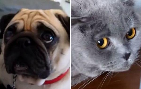 нашкодившие питомцы, провинившиеся собаки, провинившиеся кошки 