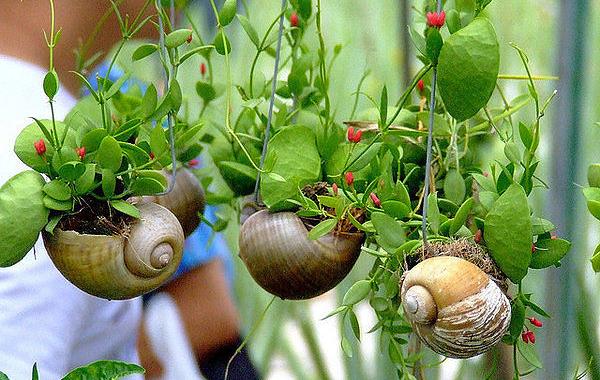 Украшения дач, дизайн, идеи, фото