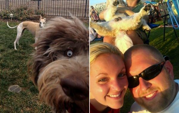 фотобомбы, собаки испортившие фото