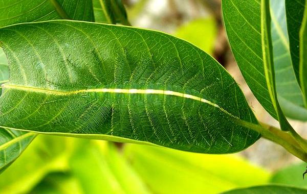 камуфляж животных, животный камуфляж, мастера маркировки 