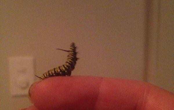 Девушка вырастила бабочку из гусеницы