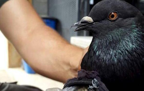 голубь с наркотиками, поймали голубя доставить наркотики, голубь с сумкой с наркотиками