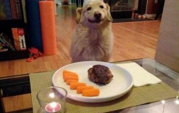 счастливая собака радостная собака улыбака