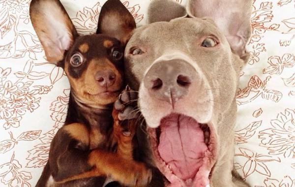 Пёс Харлоу потерял старого друга, но приобрёл нового, Harlow and Indiana,Harlow and Sage 