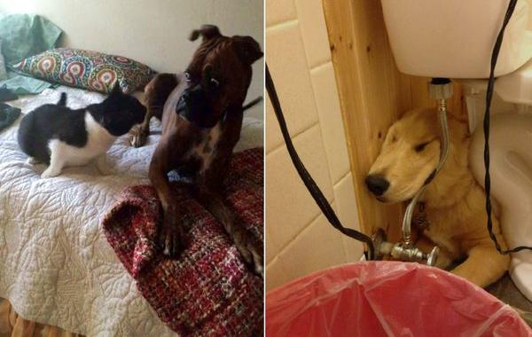 смешные собаки, самые смешные собаки 2015, неуклюжие собаки