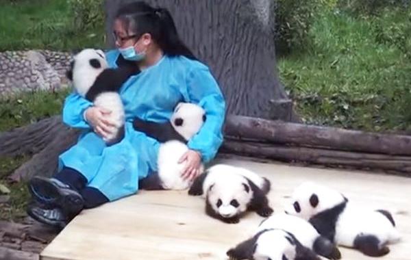 смотритель за пандами, обниматель панд