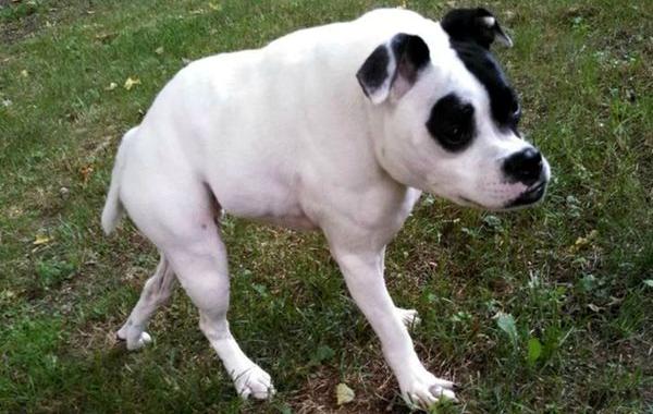 короткий позвоночник, питуль по кличке Куда, Cuda dog