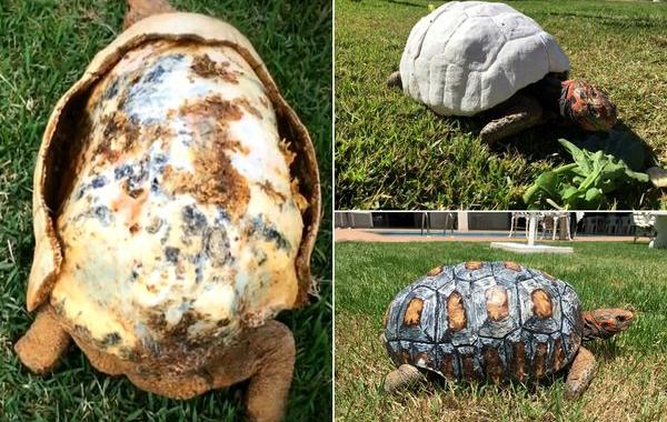 первый в мире панцирь напечатанный на 3D-принтере, 3D-панцирь, черепаха Фредди