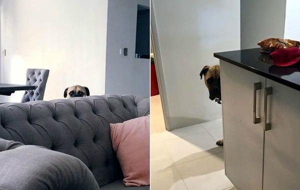 собака постоянно шпионит за своим хозяином, собака следит за хозяином, пёс Сайрус