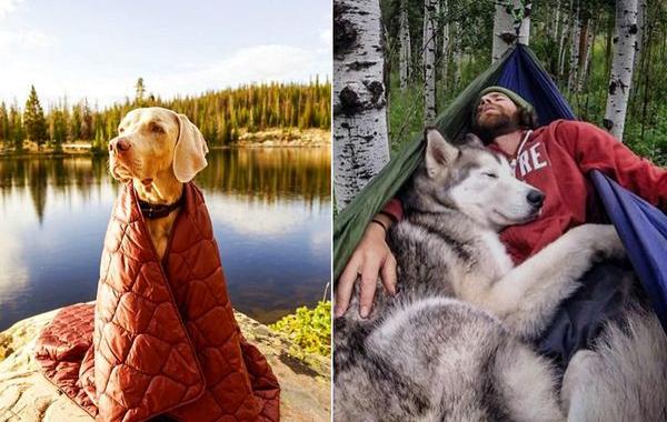 путешествие с собакой, Camping With Dogs