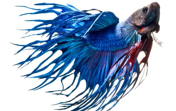 Сиамские бойцовые рыбки, фотограф Визарут Ангкатаванич, Visarute Angkatavanich