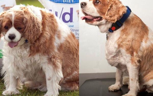 Фитнес-клуб для животных, животные до и после похудения, Pet Fit Club