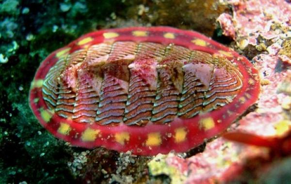 Животные с суперспособностями Хитоны или панцерные моллюски