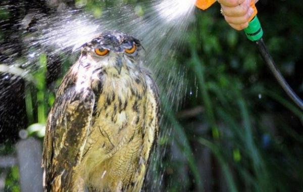 Смешные совы, фото, жизнь, ситуации