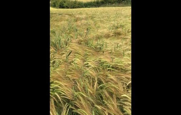 собака в высокой траве, собака в поле ищет хозяина, собака в высокой траве ищет хозяина