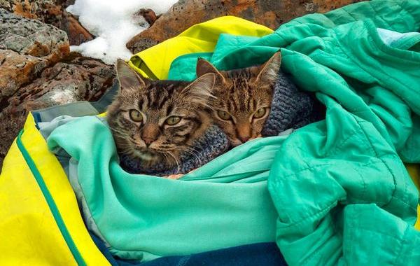 два котёнка отправились в путешествие, Болт и киль коты