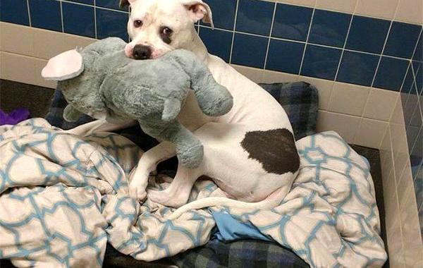 собака из приюта с игрушечным слоном, собака Смоки