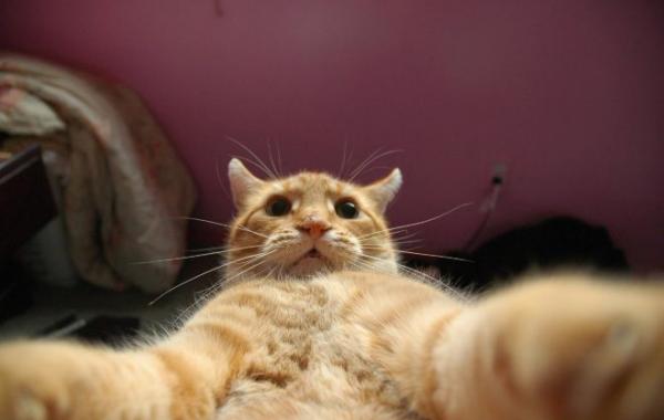 Самострелы котов из социальных сетей
