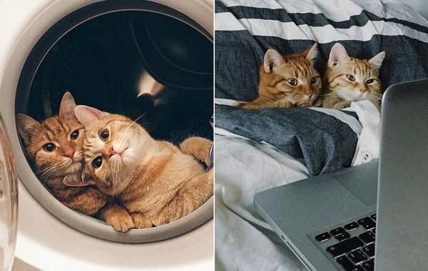 два рыжих кота найденные в саду, москвичка нашла двух котов, эти коты не расставались ни на один день