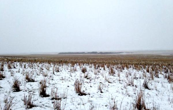 На этой фотографии 550 овец